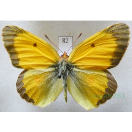 Colias croceus (Geoffroy, 1785) male Szlaczkoń sylwetnik Czech82